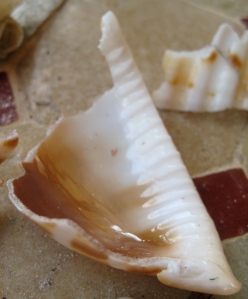 shell remnants