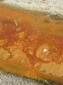 Algae in pools on the Hale, Ruby Gap