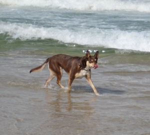 Kelpie dog in the surf